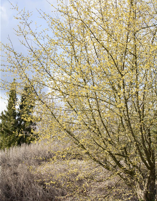 Cornus mas