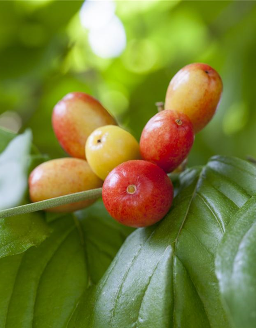 Cornus mas