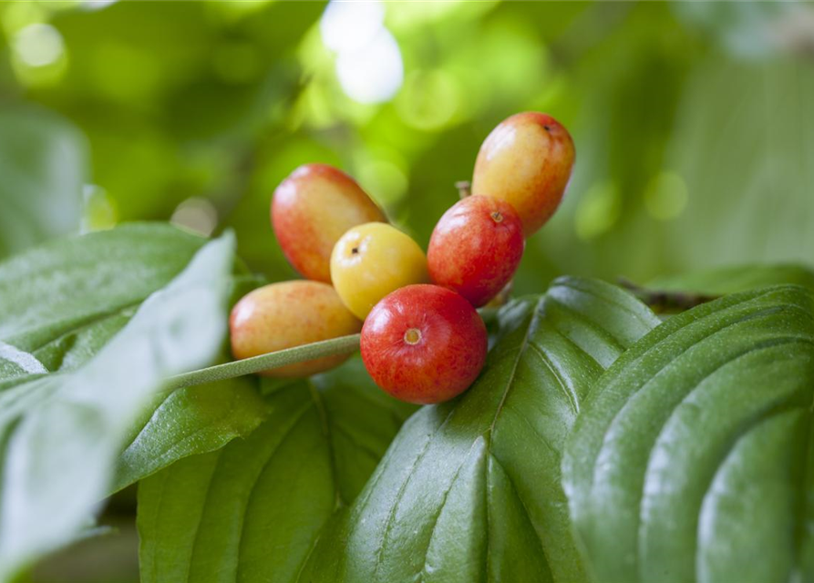 Cornus mas