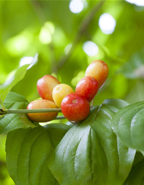 Cornus mas