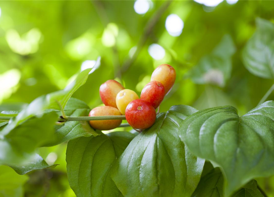 Cornus mas