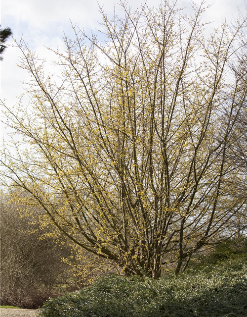 Cornus mas