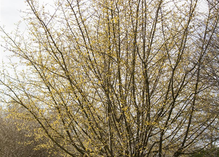 Cornus mas