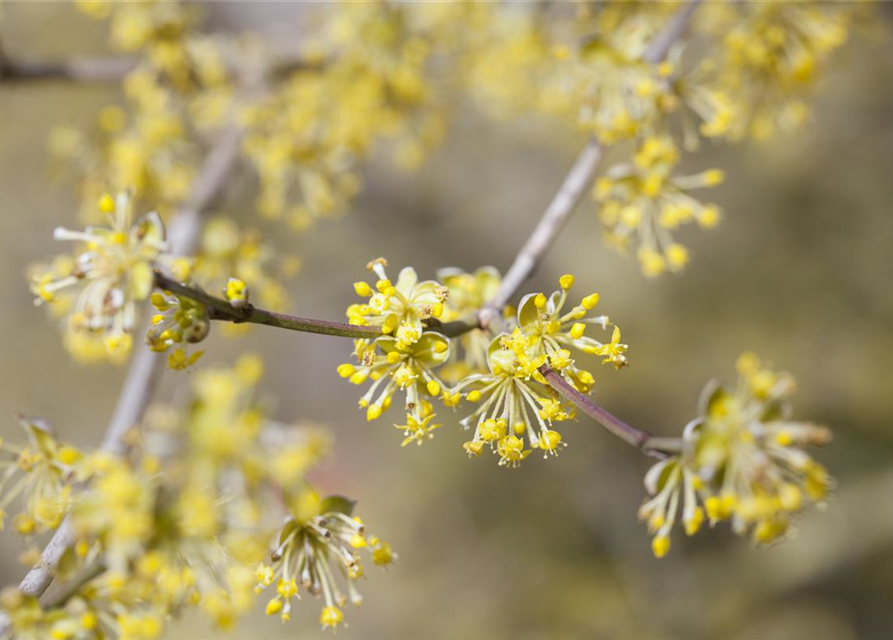 Cornus mas