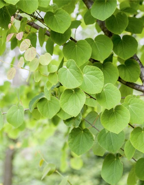 Cercidiphyllum japonicum