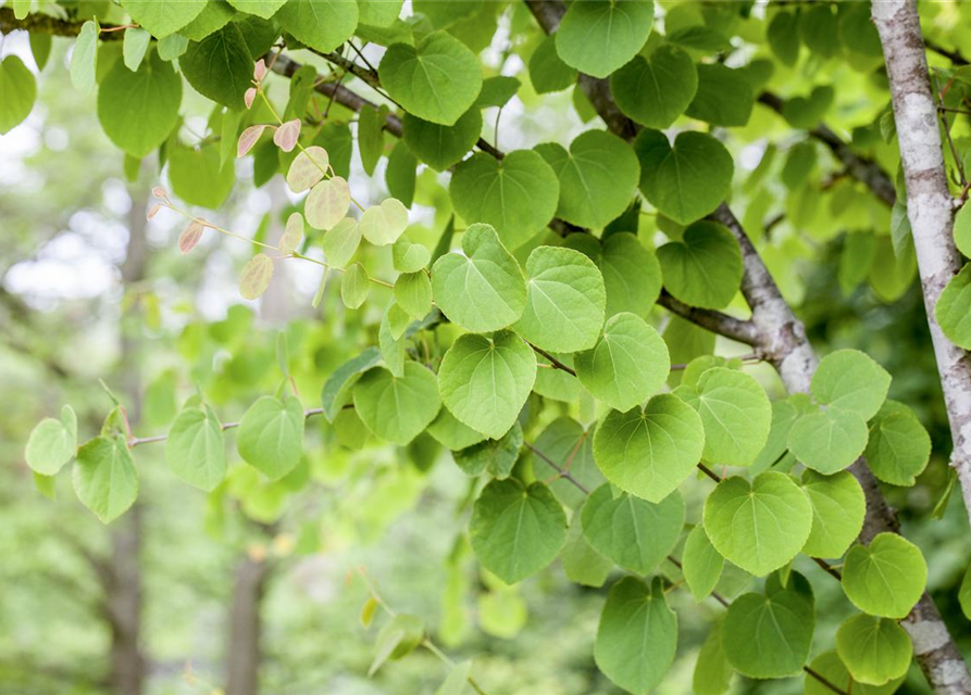 Cercidiphyllum japonicum