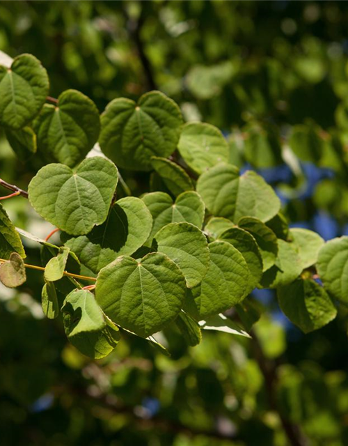 Cercidiphyllum japonicum