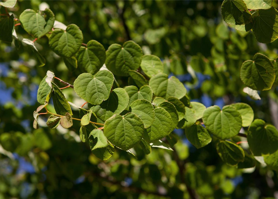 Cercidiphyllum japonicum