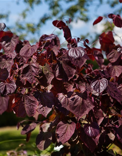 Cercis canadensis Forest Pansy