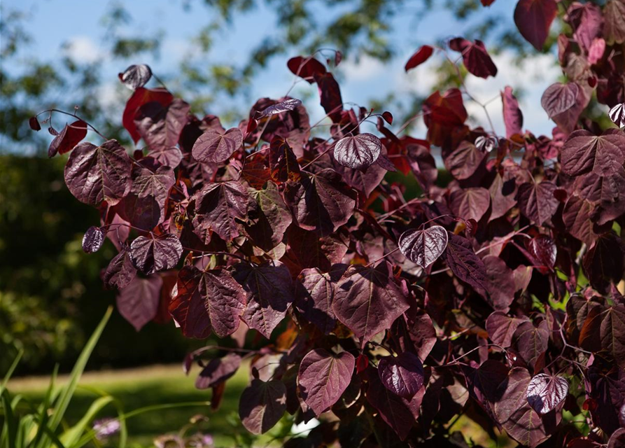 Cercis canadensis Forest Pansy