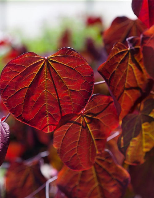 Cercis canadensis Forest Pansy