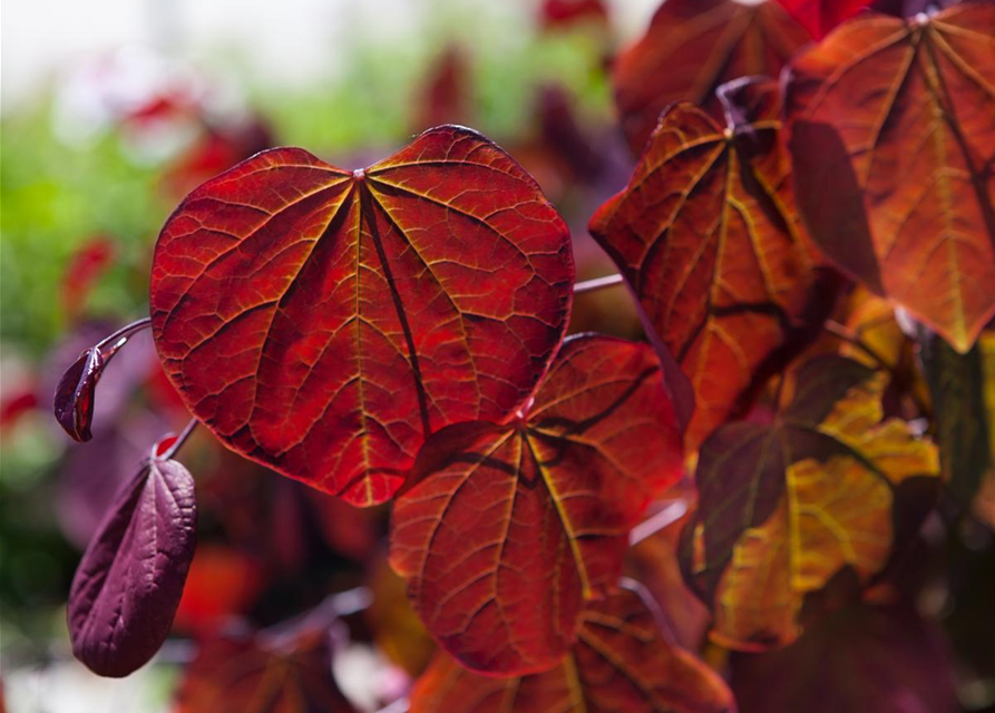 Cercis canadensis Forest Pansy