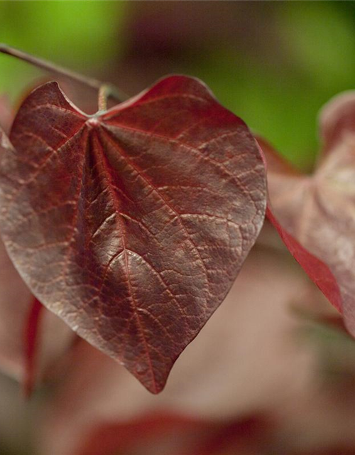 Cercis canadensis Forest Pansy