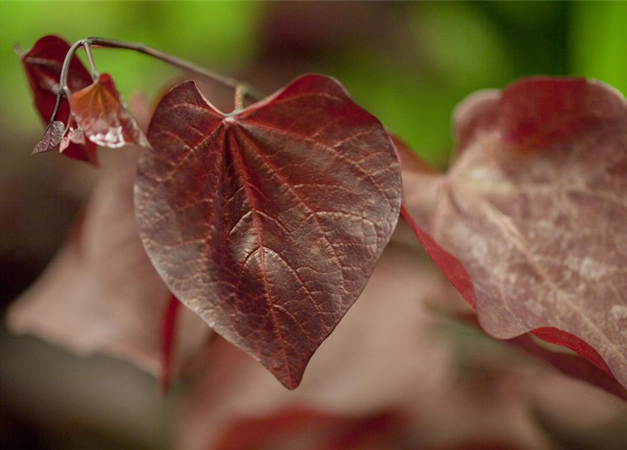 Cercis canadensis Forest Pansy