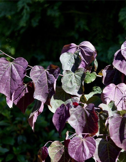 Cercis canadensis Forest Pansy