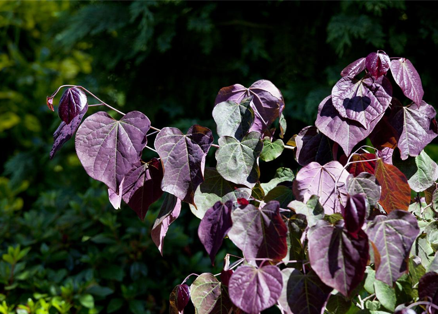 Cercis canadensis Forest Pansy