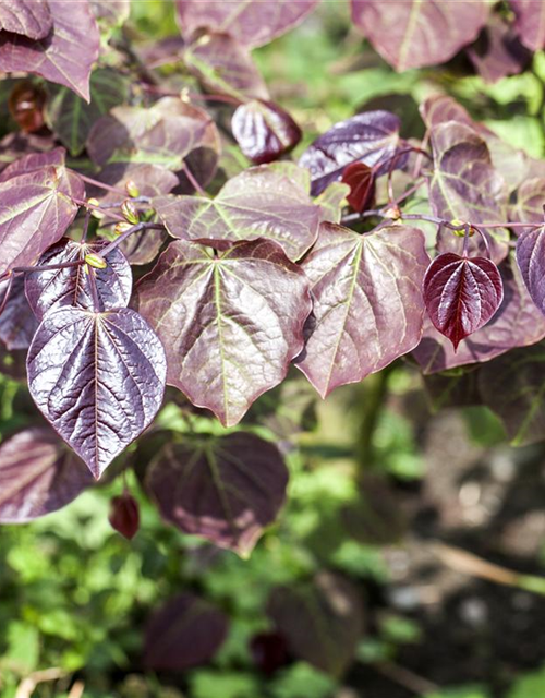 Cercis canadensis Forest Pansy