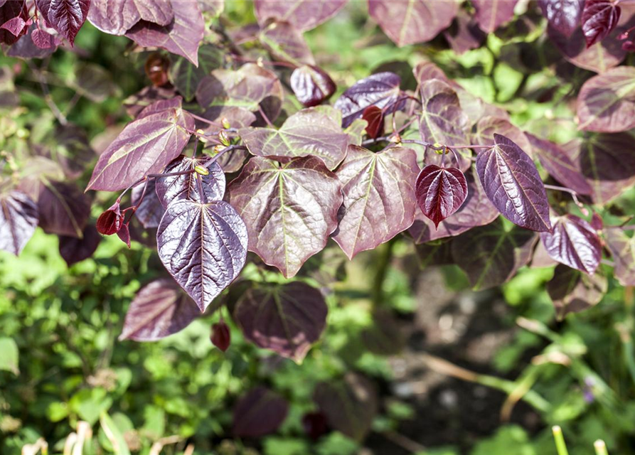 Cercis canadensis Forest Pansy