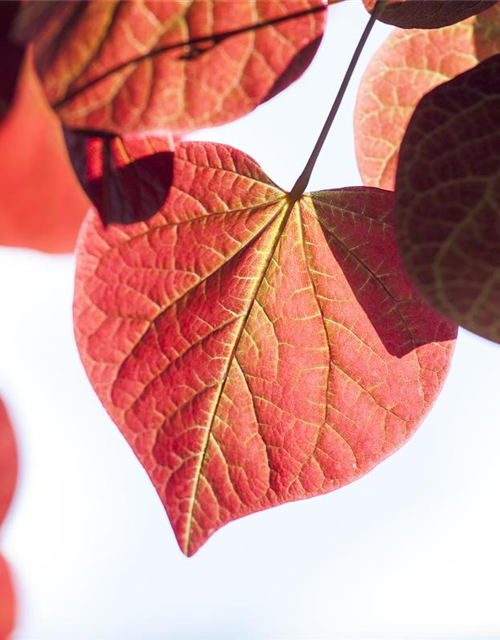 Cercis canadensis Forest Pansy