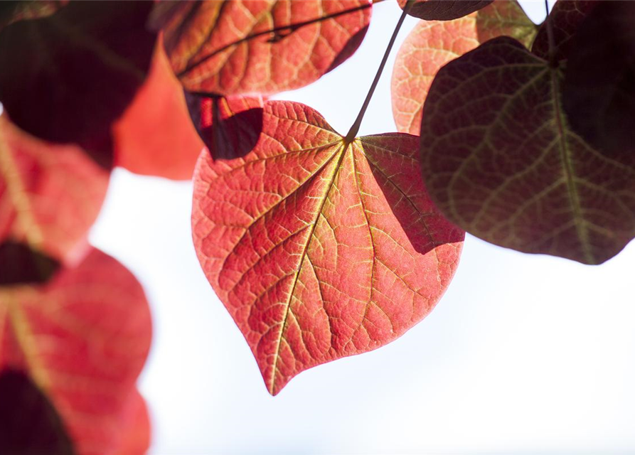 Cercis canadensis Forest Pansy