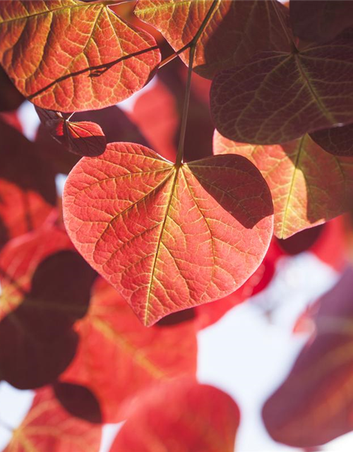 Cercis canadensis Forest Pansy