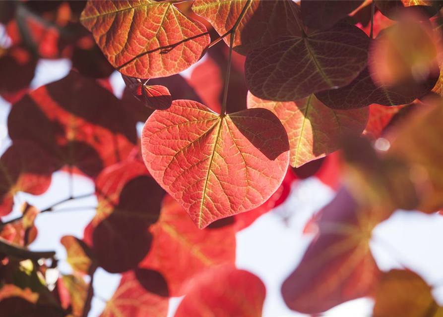 Cercis canadensis Forest Pansy