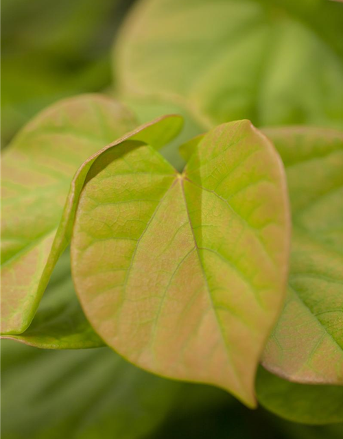 Cercis chinensis Avondale