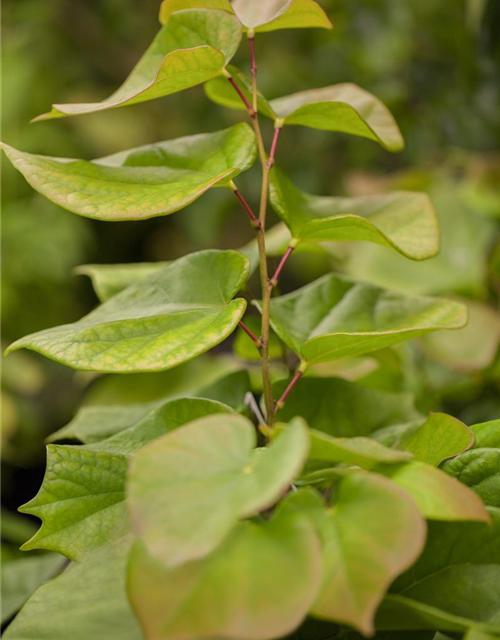 Cercis chinensis Avondale