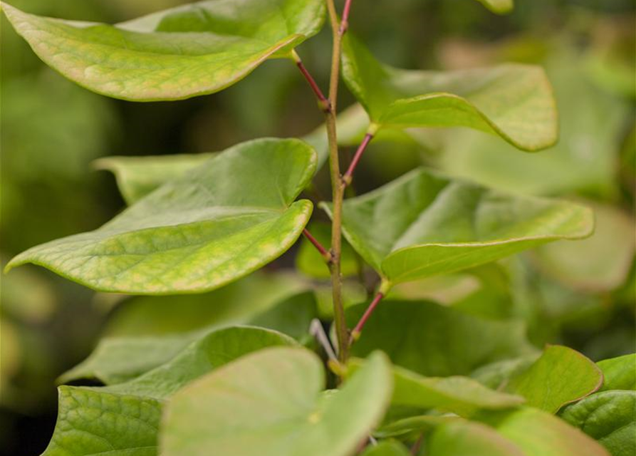 Cercis chinensis Avondale