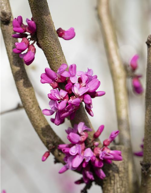 Cercis chinensis Avondale