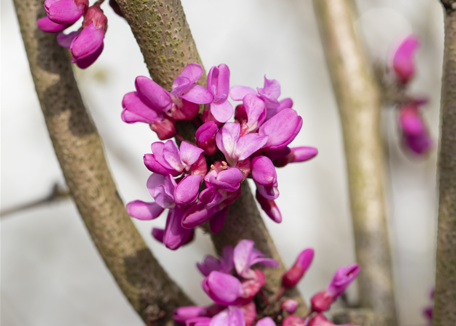 Cercis chinensis Avondale