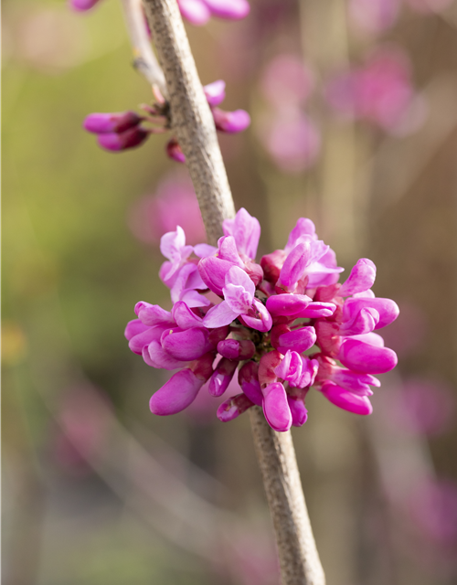 Cercis chinensis Avondale