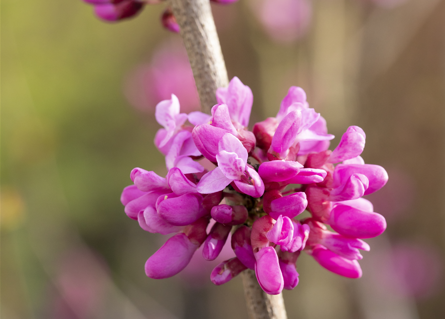 Cercis chinensis Avondale