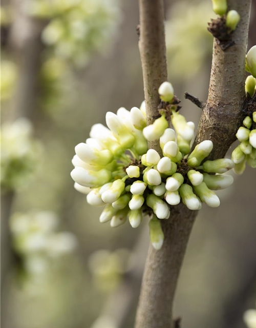 Cercis chinensis Shirobana