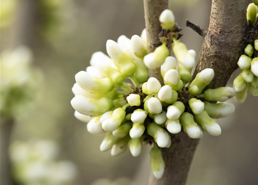 Cercis chinensis Shirobana