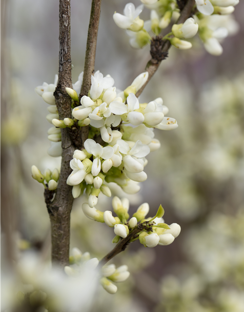 Cercis chinensis Shirobana