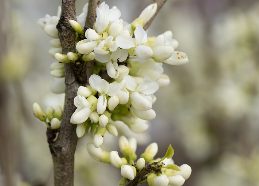 Cercis chinensis Shirobana