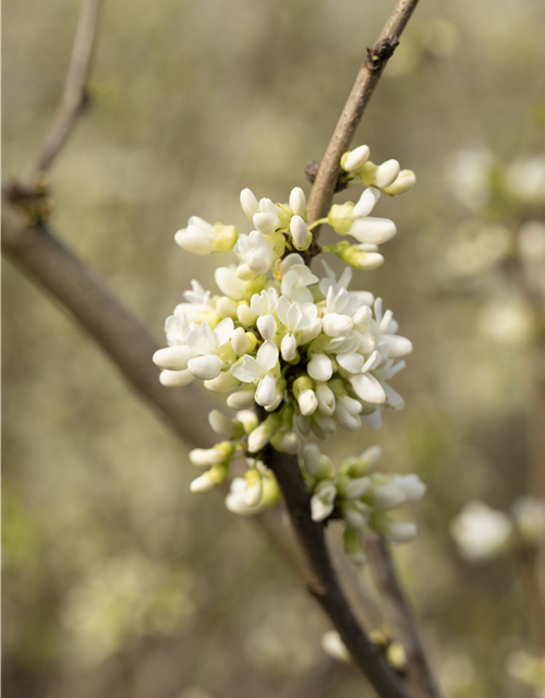 Cercis chinensis Shirobana