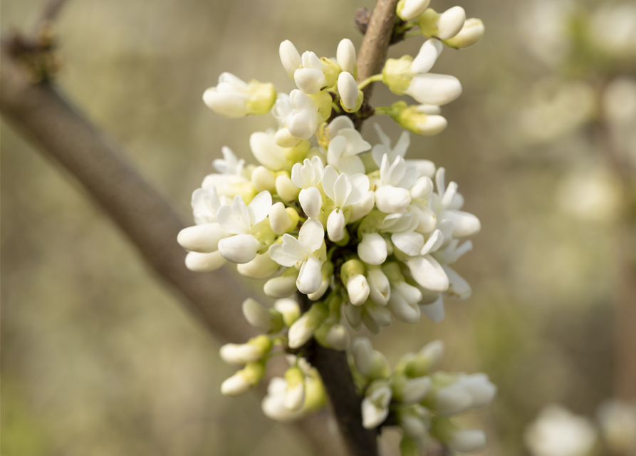 Cercis chinensis Shirobana