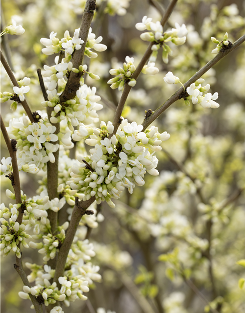 Cercis chinensis Shirobana