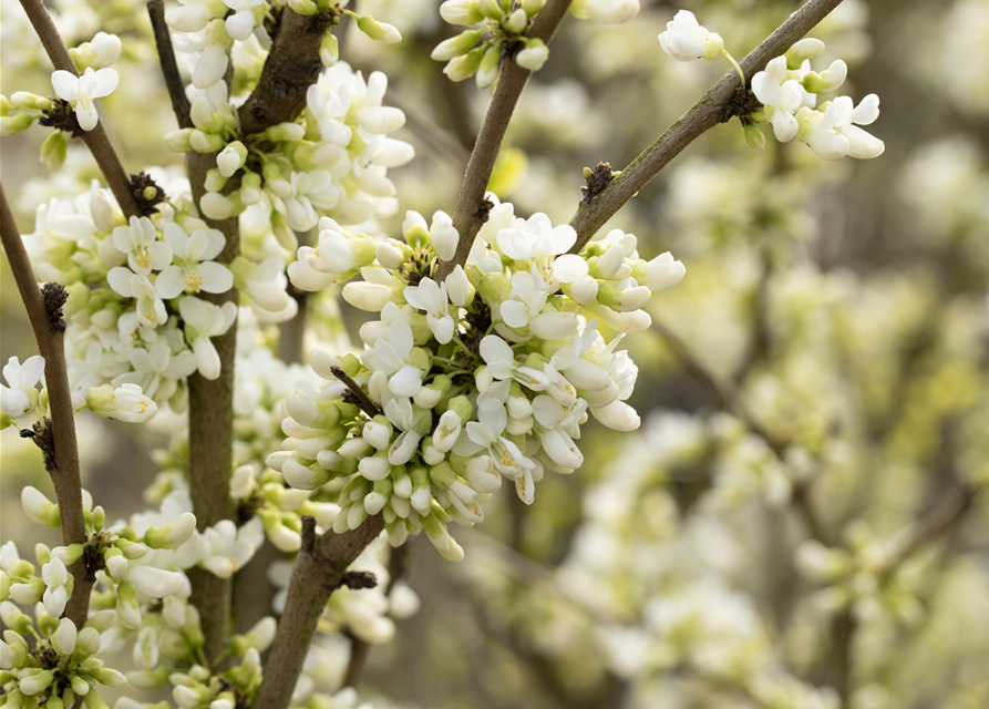 Cercis chinensis Shirobana