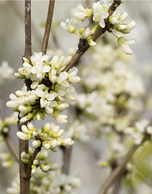 Cercis chinensis Shirobana