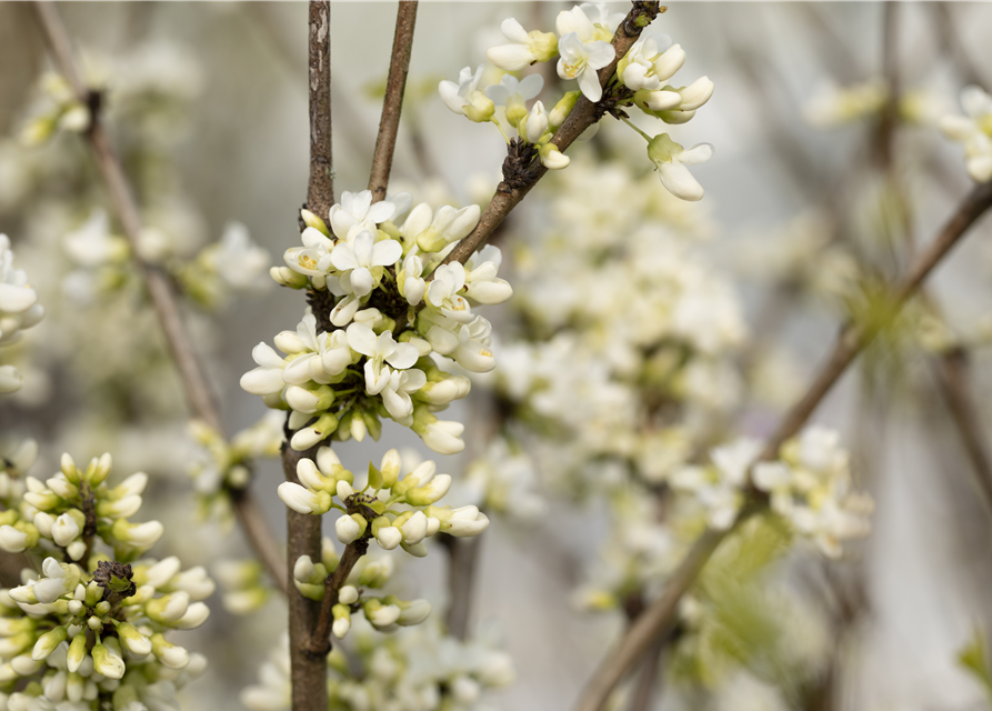 Cercis chinensis Shirobana