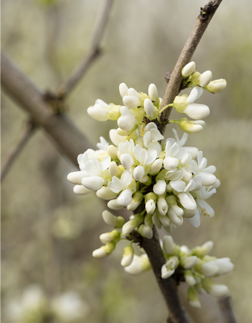 Cercis chinensis Shirobana