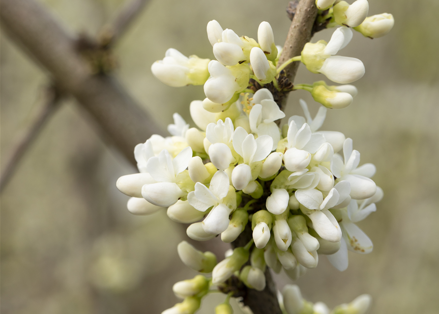 Cercis chinensis Shirobana