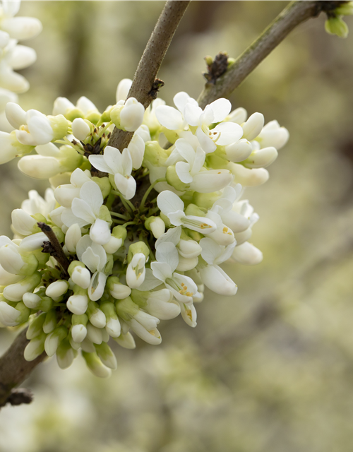 Cercis chinensis Shirobana