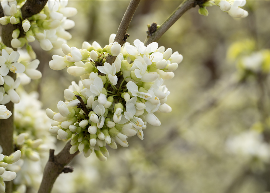 Cercis chinensis Shirobana