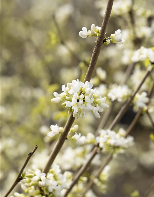 Cercis chinensis Shirobana