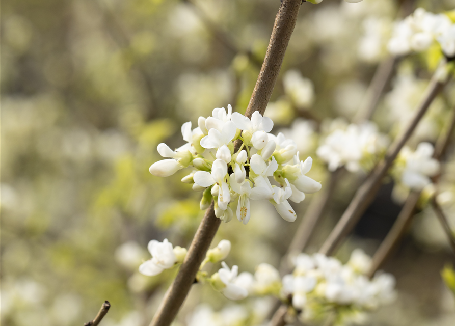 Cercis chinensis Shirobana