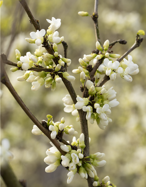 Cercis chinensis Shirobana